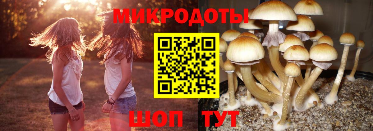 Ефремов  Галлюциногенные грибы прущие грибы  Вход с VPN 